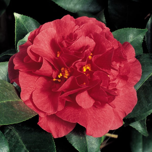 Camellia ‘Kramer’s Supreme