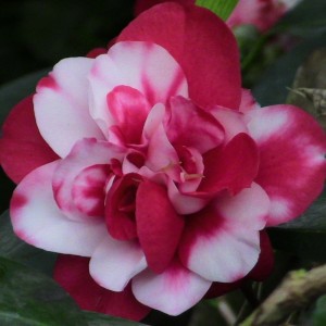Camellia ‘Peppermint