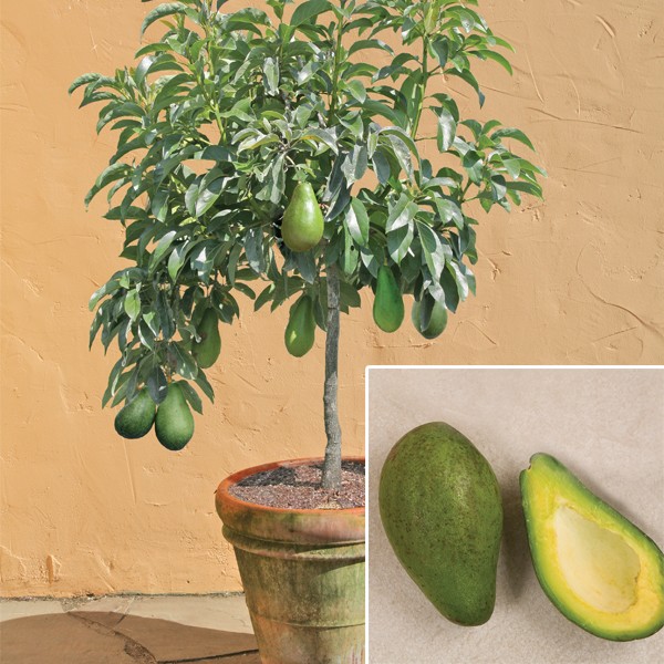 Дерево авокадо когда плодоносит