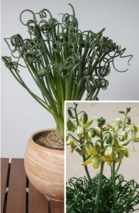 LIMITED Frizzle Sizzle Plant Albuca Spiralis LIVE Plant House Plant Frizzle Sizzle Plant Unique Curly Foliage Bulb Plant Plant Gift