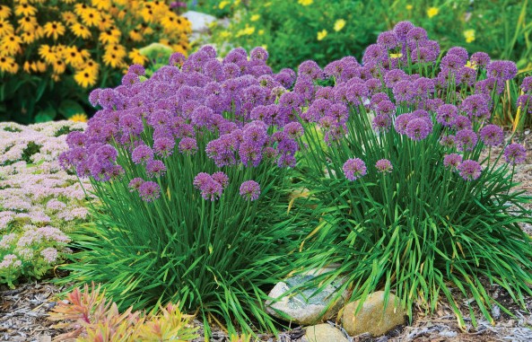 Allium ‘Millenium’ (Allium hybrid)