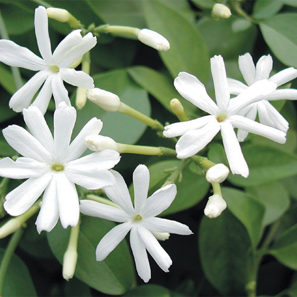 Azores Jasmine (Jasminum azoricum)