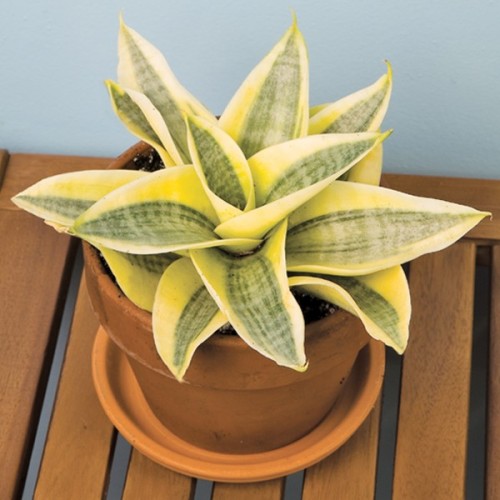 Bird’s Nest Sansevieria ‘Gold Hahnii’