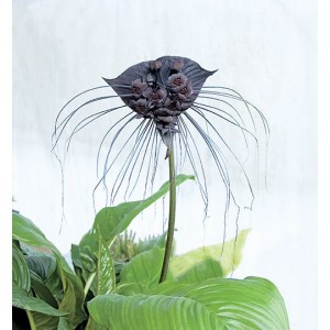 Black Bat Flower (Tacca chantrieri)