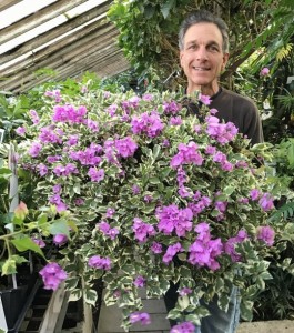 Byron Martin with Bougainvillea Blueberry Ice