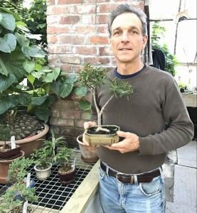 Byron with Willow Leaf Ficus bonsai