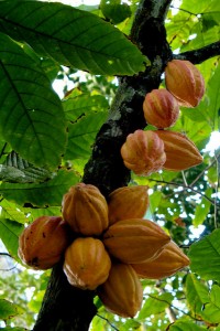 Theobroma cacao plant