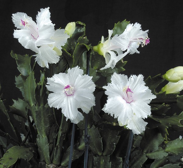 Christmas Cactus ‘Aspen’