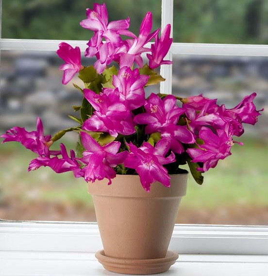 Christmas Cactus ‘Modesto’