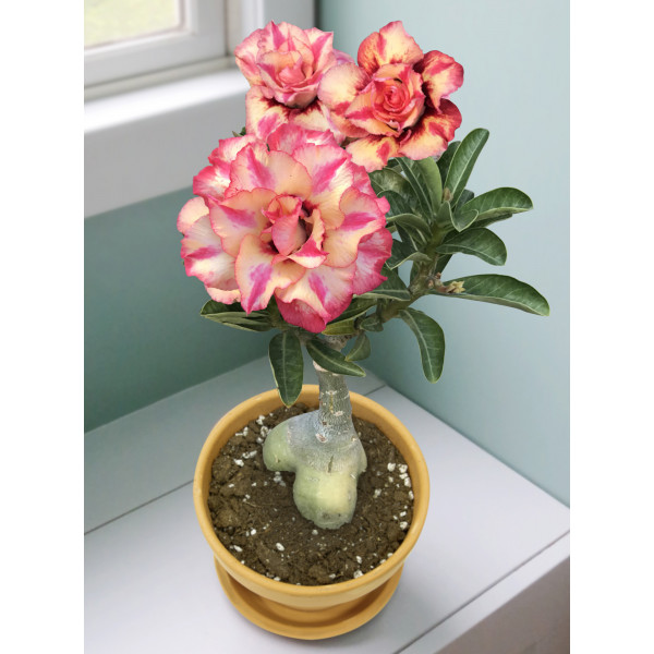 Desert Rose ‘Beautiful Dreamer’ (Adenium hybrid)