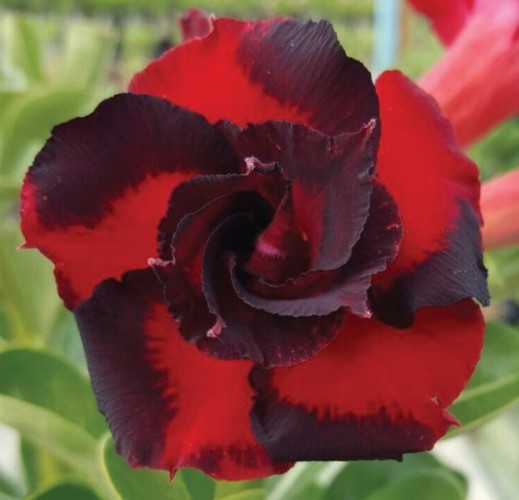 Desert Rose ‘Black Swirl’