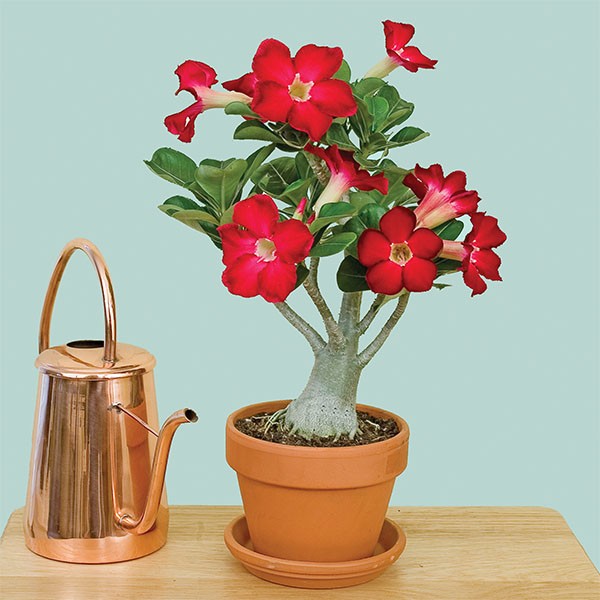 Desert Rose ‘Red’ (Adenium obesum)