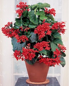 Flaming Glory Bower (Clerodendrum splendens)