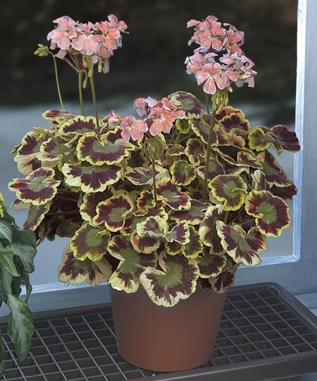 Geranium ‘Mrs. Cox’ (Pelargonium hybrid)