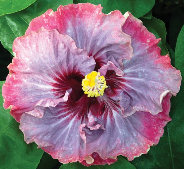 Hibiscus ‘Dark Princess’ (Hibiscus rosa-sinensis hybrid)