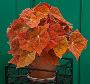 Logee's Exclusive - Begonia Autumn Ember