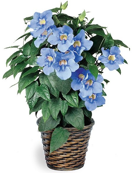 Logees-Blue-Skyflower-Thunbergia-grandiflora
