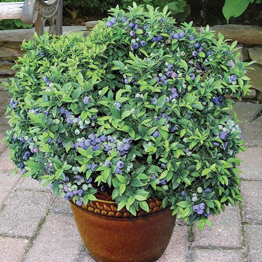 Blueberry ‘Top Hat’ (Vaccinium angustifolium)