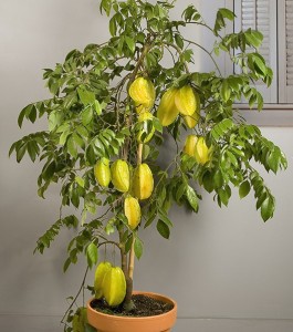 Star Fruit ‘Dwarf Hawaiian’ (Averrhoa carambola)