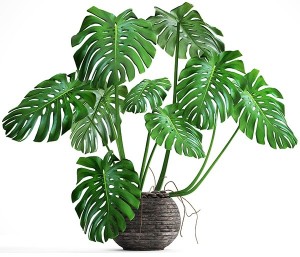 Mexican Breadfruit (Monstera deliciosa)