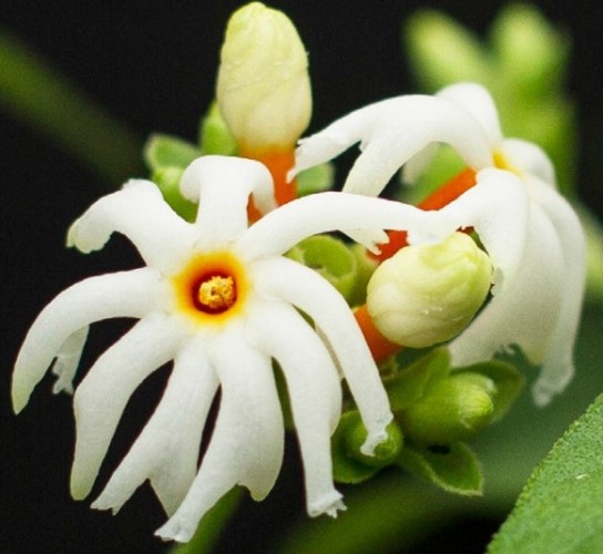 Night-Flowering Jasmine (Nyctanthes arbor-tristis)