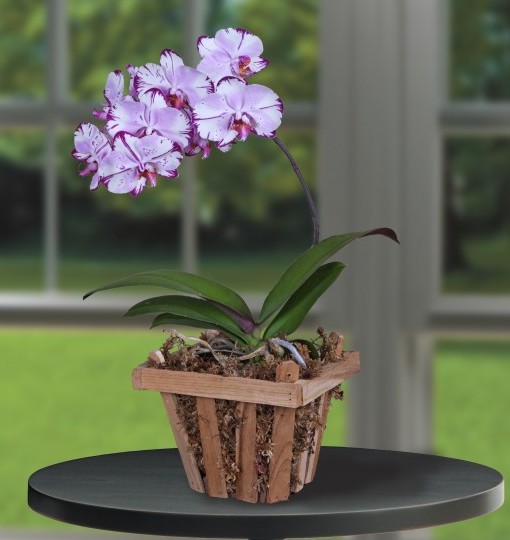 Phalaenopsis Orchid ‘Magic Art’ (Phalaenopsis hybrid)