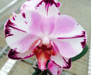 Phalaenopsis Orchid ‘Magic Art’ (Phalaenopsis hybrid)