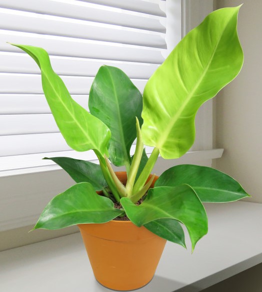 Philodendron ‘Moonlight’ (Philodendron hybrid)