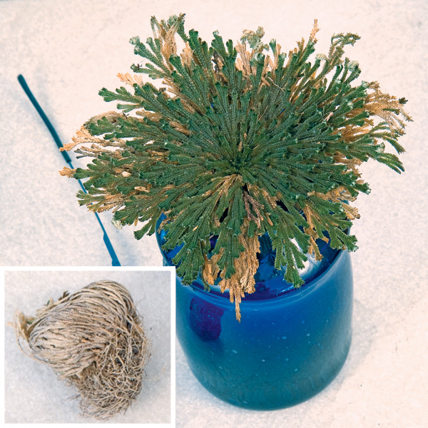 Resurrection Fern (Selaginella lepidophylla)