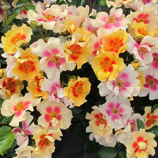 Rose ‘Ringo’ p.p. (Rosa hybrid)