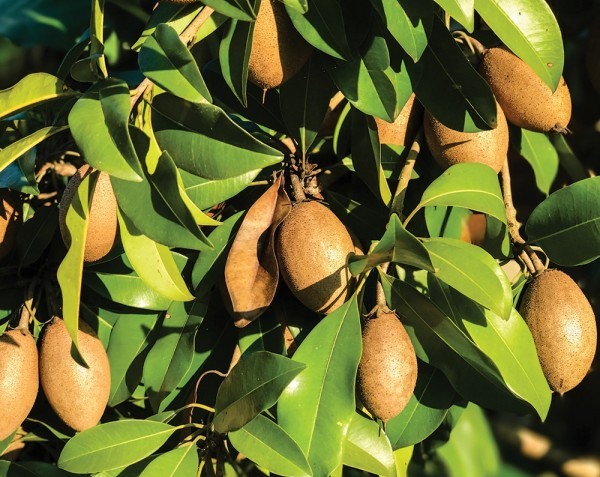 Sapodilla ‘Alano’ (Manilkara zapota hybrid)