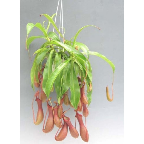 Tropical Pitcher Plant ‘Alata’ (Nepenthes alata)