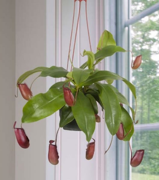 Tropical Pitcher Plant ‘Lady Luck’ (Nepenthes hybrid)