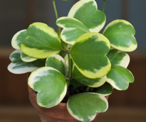 Variegated Heart Leaf Hoya (Hoya kerrii 'Variegata')