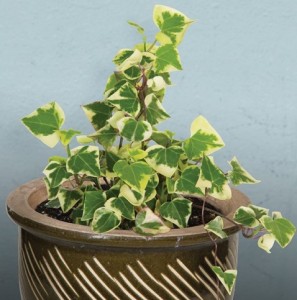 Variegated Wax Ivy (Senecio macroglossus ‘Variegatus’)