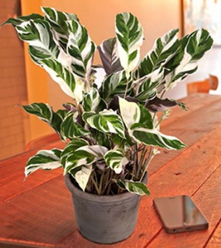 White Fusion Peacock Plant (Calathea hybrid)