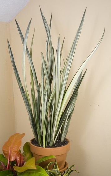 White Sansevieria ‘Bantel’s Sensation’ (Sansevieria trifasciata)