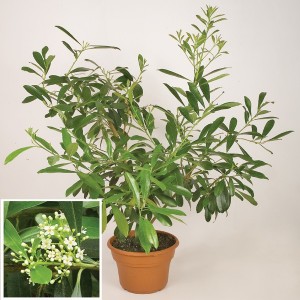 Yerba Mate (Ilex paraguariensis)