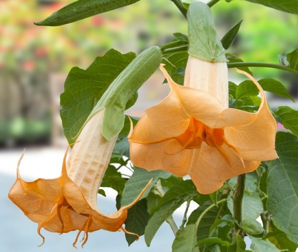 Angel’s Trumpet ‘Orange Julius’ (Brugmansia hybrid)