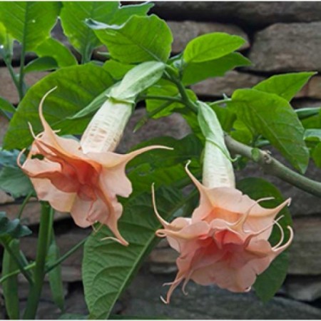 Angel’s Trumpet ‘Tickled Pink’ (Brugmansia hybrid)