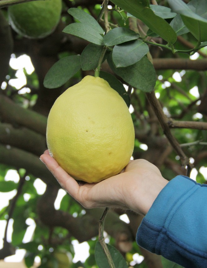 One of our gigantic “American Wonder” lemons