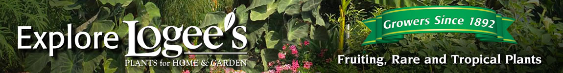 Desert Rose – Four Spectacular High Heat Plants for Summer - Logee's
