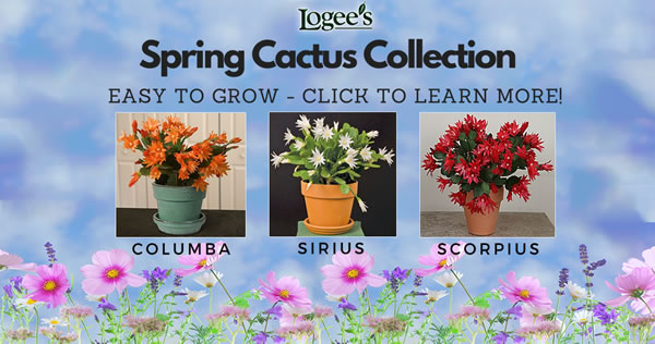 Logee's Easter / Spring Cactus Collection