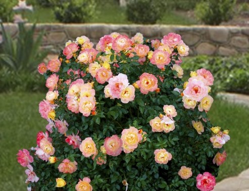 Oso Easy® Rose ‘Italian Ice’ p.p. (Rosa hybrid)