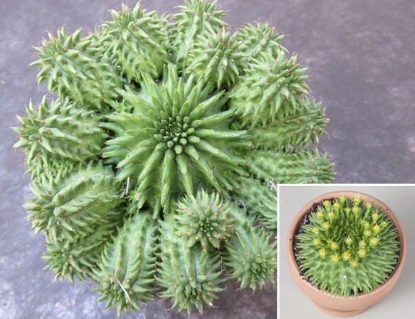 Suzanna’s Euphorbia (Euphorbia suzannae) succulent plant