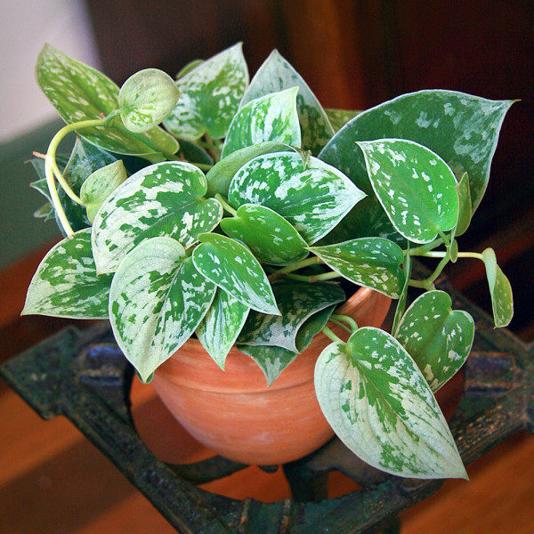Silver Pothos ‘Silvery Anne’ (Scindapsis pictus)